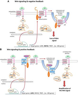 Immune regulation in gastric adenocarcinoma is linked with therapeutic efficacy and improved recovery